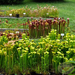 Carnivorous Plant Nursery Open House June 2015 6