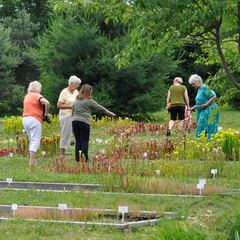 Carnivorous Plant Nursery Open House June 2015 7