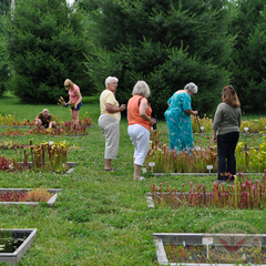 Carnivorous Plant Nursery Open House June 2015 2