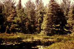 Michigan Bog