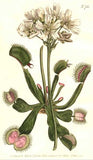 Dionaea muscipula from Curtis's Botanical Magazine, Vol. 20, Plants 785, 1804.