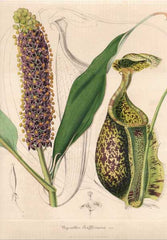 N. rafflesiana from Van Houtte, Flore Serres des Jardins de l'Europe, Volume 3, Plate p. 213, 1847.