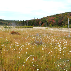 Big Run Bog, WV