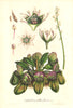 cephalotus.vanHoutte.1847.01.jpg