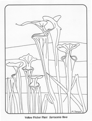 coloring page: pitcher plant