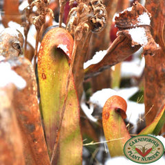 Carnivorous Plants in Snow