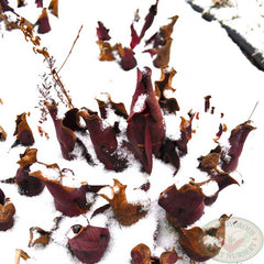 Carnivorous Plants in Snow