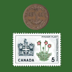Newfoundland S. purpurea penny and stamp