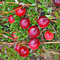 cranberry.51a.jpg
