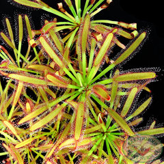 Drosera capensis