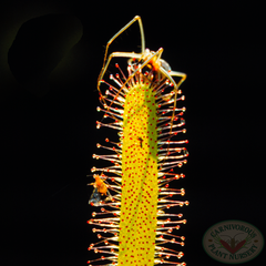 Drosera capensis with spider