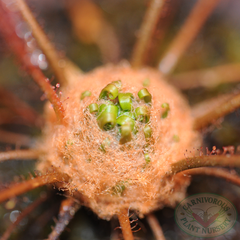 hibernaculum of Drosera filiformis