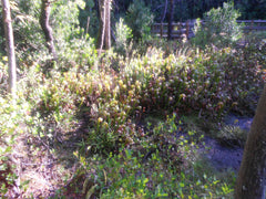 Darlingtonia State Botanical Wayside