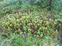 Darlingtonia State Botanical Wayside