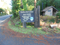 Darlingtonia State Botanical Wayside