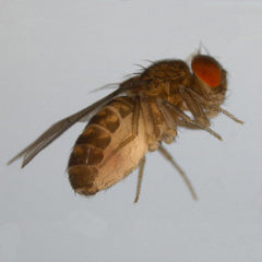 Brazilian Fruitfly