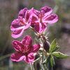 Geranium viscosissium, from wikicommons, National Park Servide
