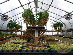 greenhouse2.0088.jpg