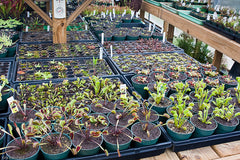 GWAPA visits Carnivorous Plant Nursery 1