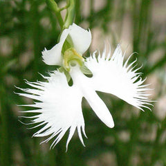 h.radiata.1a.jpg