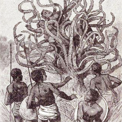 Man Eating Tree of Madagascar