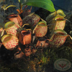nepenthes ampullaria.0893b.jpg