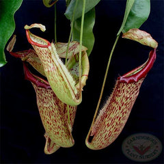 nepenthes miranda.0166b.jpg