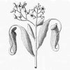 Antique print of nepenthes