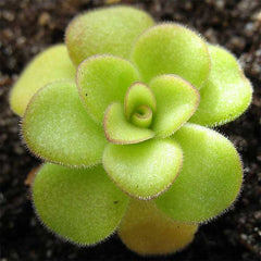 Pinguicula agnate