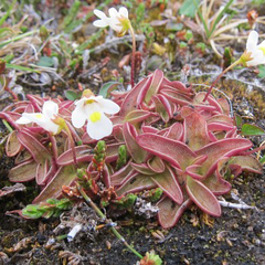 Pinguicula alpina