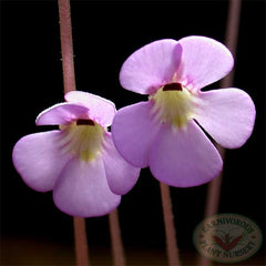 Pinguicula jaumavensis flower