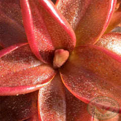 Pinguicula planifolia