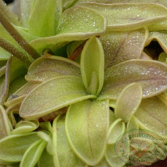 Pinguicula primuliflora