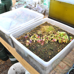 Cephalotus tub