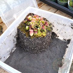 potting a Cephalotus