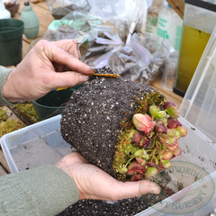 potting a Cephalotus