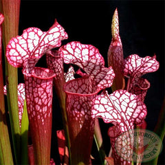 Sarracenia x Daina's Delight