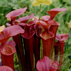 Sarracenia flava atro purpurea