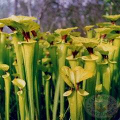 Sarracenia flava rugli