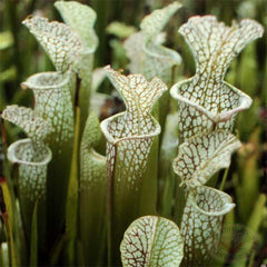 Sarracenia leucophylla Tarnok