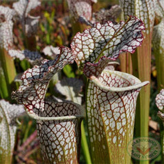 Sarracenia leucophylla Titan