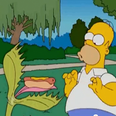 Simpsons Venus flytrap