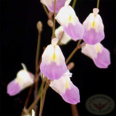 Utricularia livida.jpg