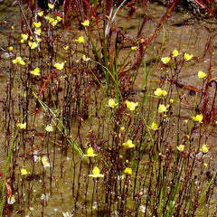 Utricularia subulata.jpg