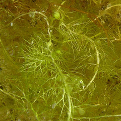 Utricularia vulgaris.jpg