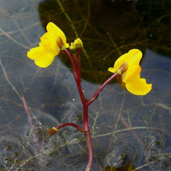 Utricularia vulgaris flower.jpg