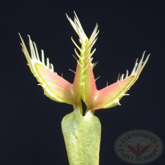 Venus Flytrap typical with double trap