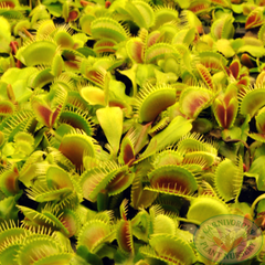 Venus flytraps