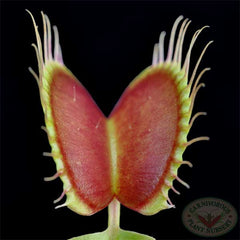 Venus flytrap Paradisia