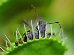 Venus flytrap captures stinkbug